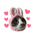 ねこ。ねこのきもち。（個別スタンプ：15）