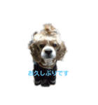 愛犬アメコカスタンプ（個別スタンプ：1）