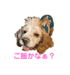 愛犬アメコカスタンプ（個別スタンプ：2）