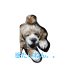 愛犬アメコカスタンプ（個別スタンプ：4）