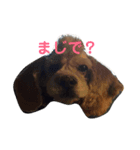 愛犬アメコカスタンプ（個別スタンプ：5）