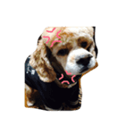 愛犬アメコカスタンプ（個別スタンプ：6）