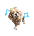 愛犬アメコカスタンプ（個別スタンプ：7）