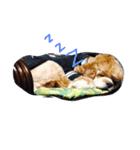 愛犬アメコカスタンプ（個別スタンプ：8）