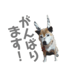 raru.②（個別スタンプ：6）