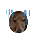こて犬❣️（個別スタンプ：3）