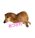 こて犬❣️（個別スタンプ：9）