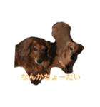 こて犬❣️（個別スタンプ：10）