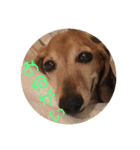 こて犬❣️（個別スタンプ：11）