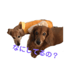 こて犬❣️（個別スタンプ：12）
