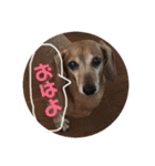 こて犬❣️（個別スタンプ：13）