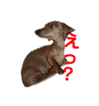 こて犬❣️（個別スタンプ：16）