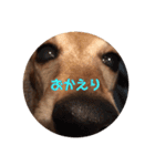 こて犬❣️（個別スタンプ：17）