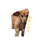 こて犬❣️（個別スタンプ：18）