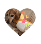 こて犬❣️（個別スタンプ：19）