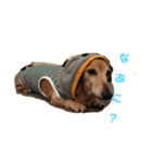 こて犬❣️（個別スタンプ：20）