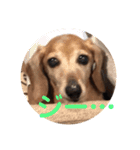 こて犬❣️（個別スタンプ：21）