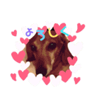こて犬❣️（個別スタンプ：22）