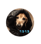 こて犬❣️（個別スタンプ：23）