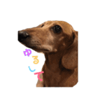 こて犬❣️（個別スタンプ：24）