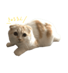 ねこ、時々いぬ（個別スタンプ：1）