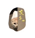 ねこ、時々いぬ（個別スタンプ：2）