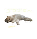 ねこ、時々いぬ（個別スタンプ：4）