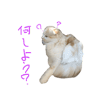 ねこ、時々いぬ（個別スタンプ：5）