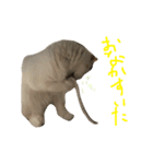 ねこ、時々いぬ（個別スタンプ：6）