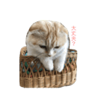 ねこ、時々いぬ（個別スタンプ：7）