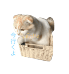 ねこ、時々いぬ（個別スタンプ：8）