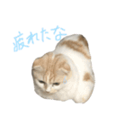 ねこ、時々いぬ（個別スタンプ：12）