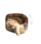 ねこ、時々いぬ（個別スタンプ：13）