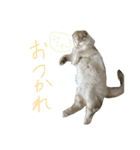 ねこ、時々いぬ（個別スタンプ：14）