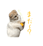 ねこ、時々いぬ（個別スタンプ：16）