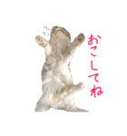 ねこ、時々いぬ（個別スタンプ：18）