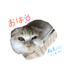 ねこ、時々いぬ（個別スタンプ：19）