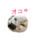 ねこ、時々いぬ（個別スタンプ：22）