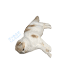 ねこ、時々いぬ（個別スタンプ：23）
