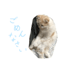 ねこ、時々いぬ（個別スタンプ：24）