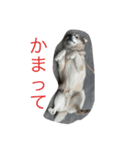 キキとポッキー（個別スタンプ：3）
