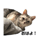 猫の小鉄。（個別スタンプ：1）