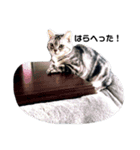 猫の小鉄。（個別スタンプ：4）
