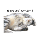 猫の小鉄。（個別スタンプ：5）