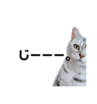 猫の小鉄。（個別スタンプ：9）