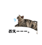 猫の小鉄。（個別スタンプ：10）
