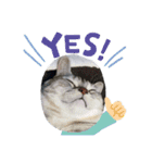 猫の小鉄。（個別スタンプ：13）