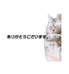猫の小鉄。（個別スタンプ：15）