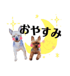 いぬたちねこたち（個別スタンプ：3）