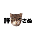 いぬたちねこたち（個別スタンプ：4）